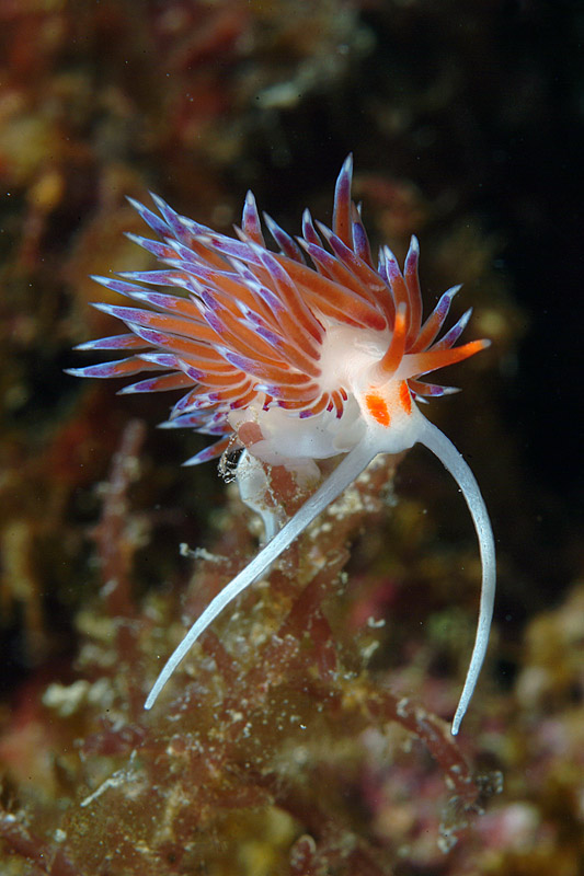 Cratena peregrina